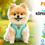 Pawstar Air-Mesh Köpek Tasması (S Beden)