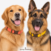 Lion Pet Boyun Tasması (En 2,5/Boy 60) görseli 2